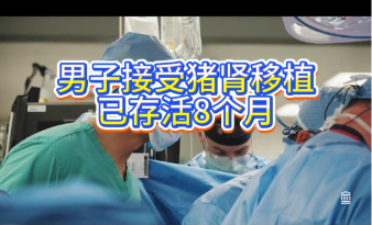 男子接受猪肾移植已存活8个月