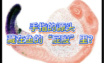 手指的源头，藏在鱼的“屁股”里？