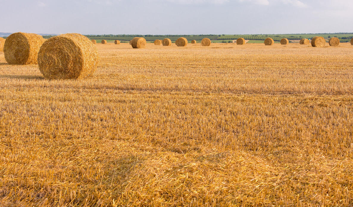 秸秆变身记！从田间垃圾到飞机的“绿色能量”