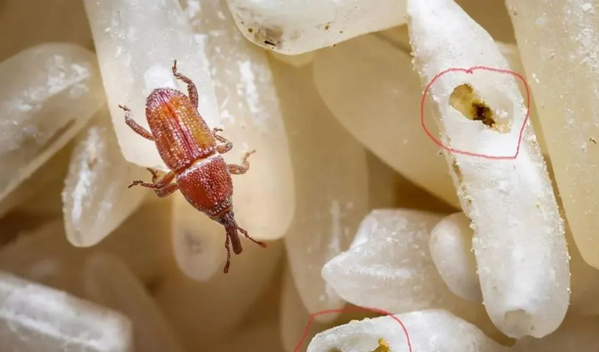 不喝水也能生长，米虫才是大米里的“原装货”