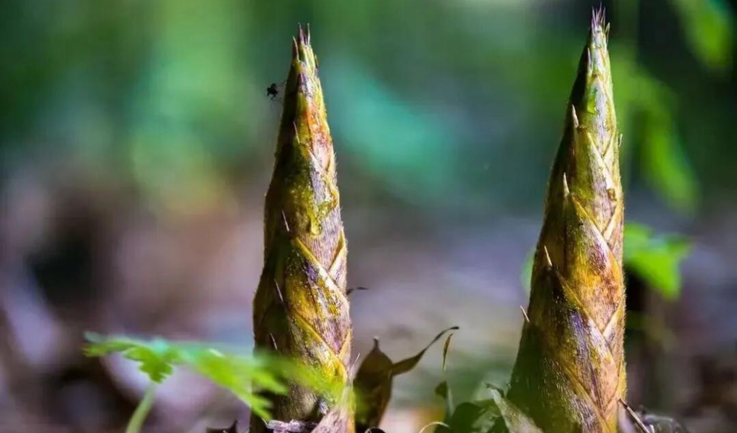 冬笋为什么被誉为“鲜味之王”？